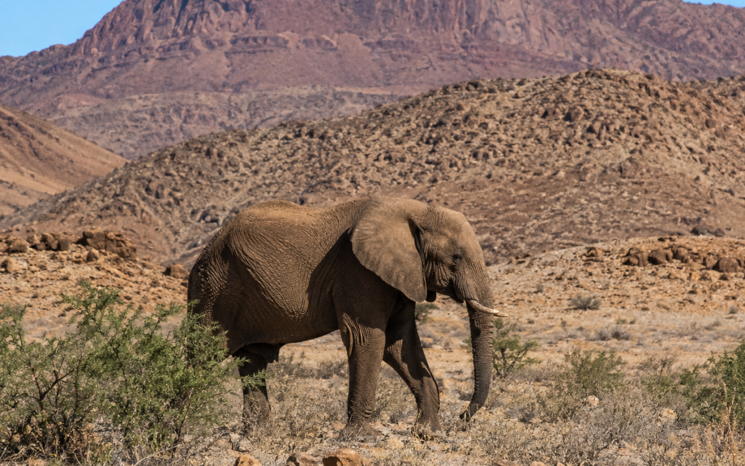 Les éléphants du désert