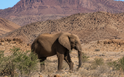 Les éléphants du désert