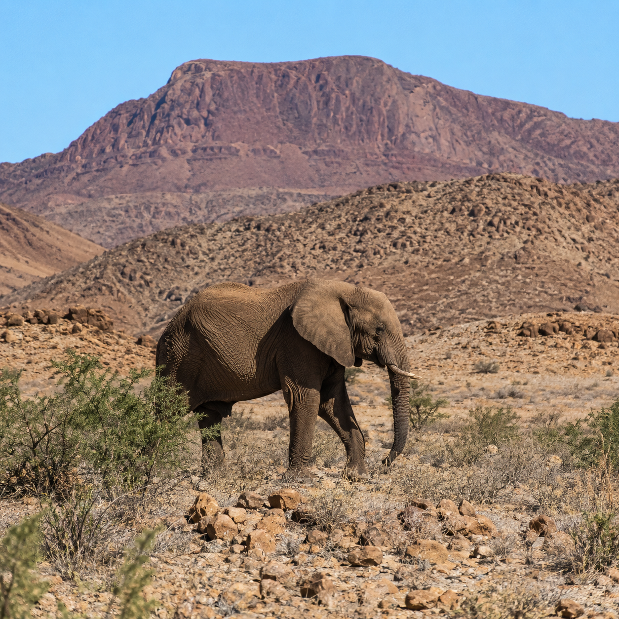 chant des dunes en version libre cours et bush camp namibie